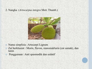 2. Nangka (Artocarpus integra Merr. Thumb.)
o Nama simplisia :Artocarpi Lignum
 Zat berkhasiat : Morin, flavon, sianomaklurin (zat samak), dan
tanin
 Penggunaan :Anti spasmodik dan sedatif
 