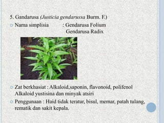 5. Gandarusa (Justicia gendarussa Burm. F.)
 Nama simplisia : Gendarusa Folium
Gendarusa Radix
 Zat berkhasiat :Alkaloid,saponin, flavonoid, polifenol
Alkaloid yustisina dan minyak atsiri
 Penggunaan : Haid tidak teratur, bisul, memar, patah tulang,
rematik dan sakit kepala.
 