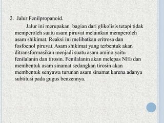 2. Jalur Fenilpropanoid.
Jalur ini merupakan bagian dari glikolisis tetapi tidak
memperoleh suatu asam piruvat melainkan memperoleh
asam shikimat. Reaksi ini melibatkan eritrosa dan
fosfoenol piruvat.Asam shikimat yang terbentuk akan
ditransformasikan menjadi suatu asam amino yaitu
fenilalanin dan tirosin. Fenilalanin akan melepas NH3 dan
membentuk asam sinamat sedangkan tirosin akan
membentuk senyawa turunan asam sinamat karena adanya
subtitusi pada gugus benzennya.
 