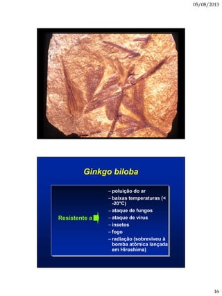 05/08/2013
16
Ginkgo biloba
– poluição do ar
– baixas temperaturas (<
-20°C)
– ataque de fungos
– ataque de vírus
– insetos
– fogo
– radiação (sobreviveu à
bomba atômica lançada
em Hiroshima)
Resistente a
 