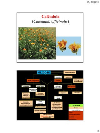 05/08/2013
2
Calêndula
(Calendula officinalis)
terpenos esteroides
Alcaloides
pirrolidínicos,
tropânicos,
pirrolizidínicos e
quinolizidinicos
Ácido Chiquímico Acetato
Ácido gálico
Fenilalanina/
Tirosina
Triptofano
Taninos
hidrolisáveis
Alcaloides
indólicos e
quinolínicos
Alcaloides
isoquinolínicos e
benzilisoquinolínicos
Ácido
cinâmico
fenilpropanoides
Lignanas e ligninas
cumarinas
Ciclo do
ácido cítrico
Mevalonato
ortinina/
lisina
ácidos graxos,
acetogeninas
piruvato terpenos
Antraquinonas,
flavonoides, taninos
condensados
GLICOSE polissacarídeos
LEGENDA
classes
metabólitosintermediários
VIAS:
Ácido Chiquímico
Acetato
Mevalonato
 