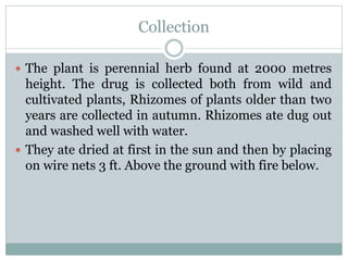 Collection
 The plant is perennial herb found at 2000 metres
height. The drug is collected both from wild and
cultivated plants, Rhizomes of plants older than two
years are collected in autumn. Rhizomes ate dug out
and washed well with water.
 They ate dried at first in the sun and then by placing
on wire nets 3 ft. Above the ground with fire below.
 
