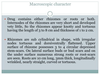 Macroscopic character
 Drug contains either rhizomes or roots or both.
Internodes of the rhizomes are very short and developed
vety little, So the rhizomes appear knotty and tortuous
having the length of 3 to 8 cm and thickness of 1 to 2 cm.
 Rhizomes are sub cylindrical in shape, with irregular
nodes tortuous and dorsiventrally flattened. Upper
surface of rhizome possesses 3 to 4 circular depressed
stem-scars. On lateral surface buds or bud scars and on
the under surface numerous strong roots or root-scars
are seen. Roots are 10 cm long, 3mm thick, longitudinally
wrinkled, nearly straight, curved or tortuous.
 