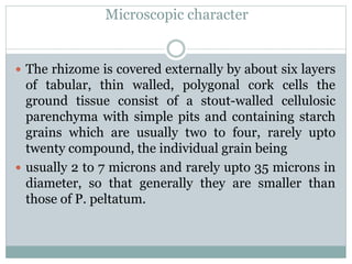 Microscopic character
 The rhizome is covered externally by about six layers
of tabular, thin walled, polygonal cork cells the
ground tissue consist of a stout-walled cellulosic
parenchyma with simple pits and containing starch
grains which are usually two to four, rarely upto
twenty compound, the individual grain being
 usually 2 to 7 microns and rarely upto 35 microns in
diameter, so that generally they are smaller than
those of P. peltatum.
 