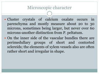 Microscopic character
 Cluster crystals of calcium oxalate occurs in
parenchyma and mostly measure about 20 to 30
microns, sometimes being larger, but never over 60
microns-another distinction from P. peltatum.
 On the inner side of the vascular bundles there are
perimedullary groups of short and contorted
sclereids; the elements of xylem vessels also are often
rather short and irregular in shape.
 