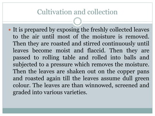 Cultivation and collection
 It is prepared by exposing the freshly collected leaves
to the air until most of the moisture is removed.
Then they are roasted and stirred continuously until
leaves become moist and flaccid. Then they are
passed to rolling table and rolled into balls and
subjected to a pressure which removes the moisture.
Then the leaves are shaken out on the copper pans
and roasted again till the leaves assume dull green
colour. The leaves are than winnowed, screened and
graded into various varieties.
 