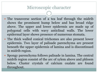 Microscopic character
 The transverse section of a tea leaf through the midrib
shows the prominent hump below and has broad ridge
above. The upper and lower epidermis are made up of
polygonal cells with wavy anticlinal walls. The lower
epidermal layer shows presence of numerous stomata.
 The thick walled conical trichomes are also present lower
epidermis. Two layer of palisade parenchyma are present
beneath the upper epidermis of lamina and is discontinued
in midrib region.
 Spongy parenchyma follows palisade in lamina. The central
midrib region consist of the arc of xylem above and phloem
below. Cluster crystals of calcium oxalate are found
throughout.
 