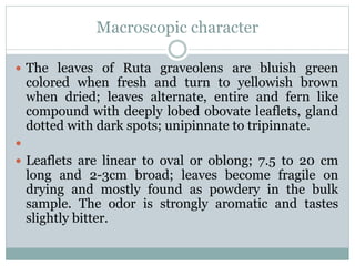 Macroscopic character
 The leaves of Ruta graveolens are bluish green
colored when fresh and turn to yellowish brown
when dried; leaves alternate, entire and fern like
compound with deeply lobed obovate leaflets, gland
dotted with dark spots; unipinnate to tripinnate.

 Leaflets are linear to oval or oblong; 7.5 to 20 cm
long and 2-3cm broad; leaves become fragile on
drying and mostly found as powdery in the bulk
sample. The odor is strongly aromatic and tastes
slightly bitter.
 