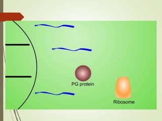 FLAVR SAVR tomato.pptx