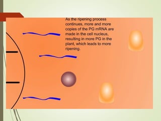 FLAVR SAVR tomato.pptx