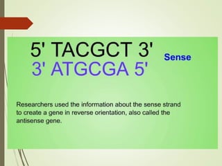 FLAVR SAVR tomato.pptx