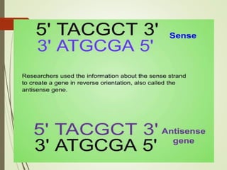 FLAVR SAVR tomato.pptx