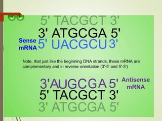 FLAVR SAVR tomato.pptx