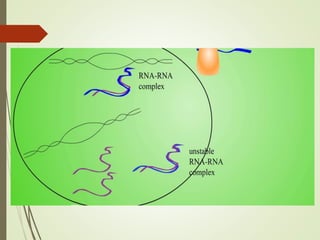 FLAVR SAVR tomato.pptx