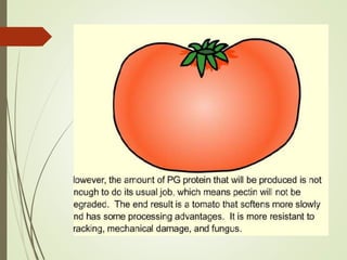 FLAVR SAVR tomato.pptx