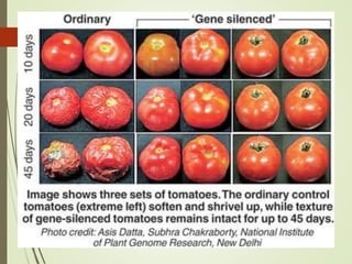 FLAVR SAVR tomato.pptx