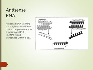 Antisense
RNA
Antisense RNA (asRNA)
is a single-stranded RNA
that is complementary to
a messenger RNA
(mRNA) strand
transcribed within a cell.
 