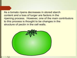 FLAVR SAVR tomato.pptx
