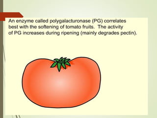 FLAVR SAVR tomato.pptx