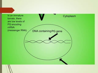 FLAVR SAVR tomato.pptx
