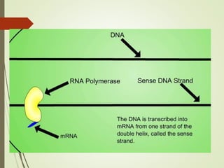 FLAVR SAVR tomato.pptx