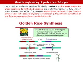 Flavr_savr,_golden_rice,_Bt_cotton,_Bt_brinjal,_round_up[1].pdf