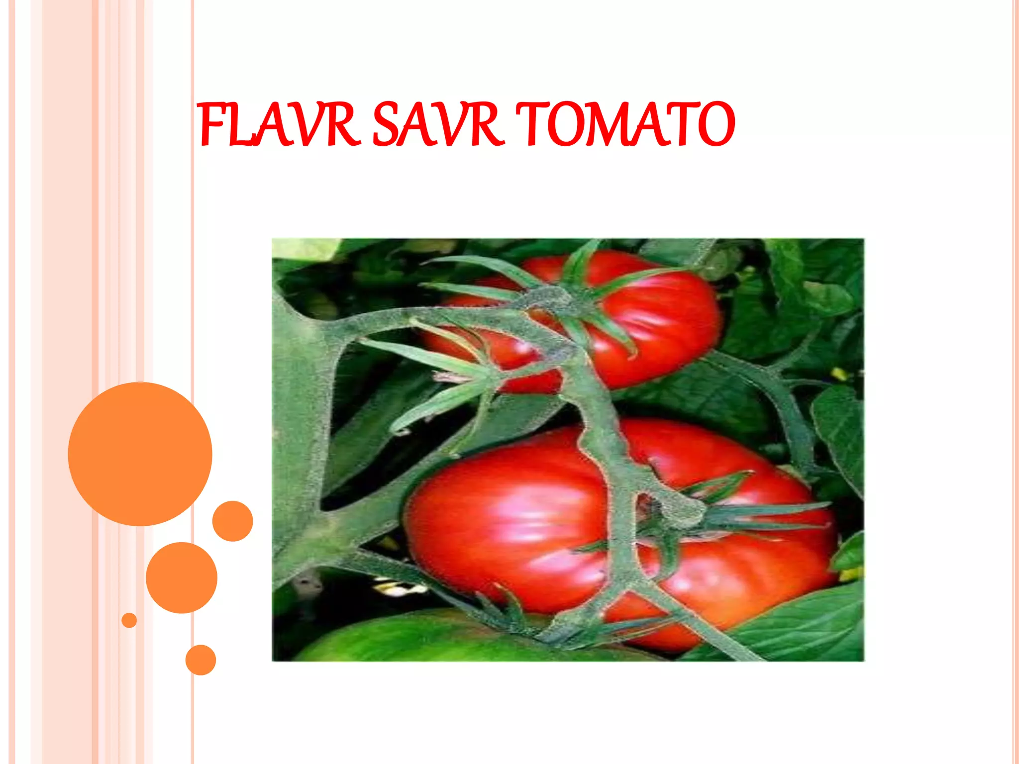 Flavr savr tomato.ppt