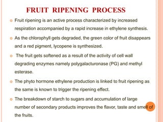 FRUIT RIPENING PROCESS
 Fruit ripening is an active process characterized by increased
respiration accompanied by a rapid increase in ethylene synthesis.
 As the chlorophyll gets degraded, the green color of fruit disappears
and a red pigment, lycopene is synthesized.
 The fruit gets softened as a result of the activity of cell wall
degrading enzymes namely polygalacturonase (PG) and methyl
esterase.
 The phyto hormone ethylene production is linked to fruit ripening as
the same is known to trigger the ripening effect.
 The breakdown of starch to sugars and accumulation of large
number of secondary products improves the flavor, taste and smell of
the fruits.
 