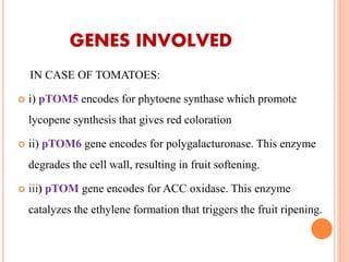 GENES INVOLVED
IN CASE OF TOMATOES:
 i) pTOM5 encodes for phytoene synthase which promote
lycopene synthesis that gives red coloration
 ii) pTOM6 gene encodes for polygalacturonase. This enzyme
degrades the cell wall, resulting in fruit softening.
 iii) pTOM gene encodes for ACC oxidase. This enzyme
catalyzes the ethylene formation that triggers the fruit ripening.
 