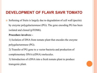 DEVELOPMENT OF FLAVR SAVR TOMATO
 Softening of fruits is largely due to degradation of cell wall (pectin)
by enzyme polygalacturonase (PG). The gene encoding PG has been
isolated and cloned (pTOM6).
Procedure involves: -
1) Isolation of DNA from tomato plant that encodes the enzyme
polygalacturonase (PG).
2) Transfer of PG gene to a vector bacteria and production of
complementary DNA (cDNA) molecules.
3) Introduction of cDNA into a fresh tomato plant to produce
transgenic plant.
 