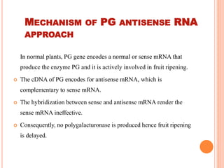 MECHANISM OF PG ANTISENSE RNA
APPROACH
In normal plants, PG gene encodes a normal or sense mRNA that
produce the enzyme PG and it is actively involved in fruit ripening.
 The cDNA of PG encodes for antisense mRNA, which is
complementary to sense mRNA.
 The hybridization between sense and antisense mRNA render the
sense mRNA ineffective.
 Consequently, no polygalacturonase is produced hence fruit ripening
is delayed.
 