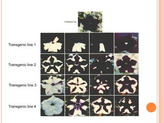 Transgenic line 1
Transgenic line 2
Transgenic line 3
Transgenic line 4
 
