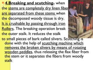 4.Breaking and scutching- when
the stems are completely dry linen fiber
are separated from these stems when
the decomposed woody tissue is dry.
It is crushable by passing through iron
Rollers. The breaking operation break
the outer stalk. It reduces the stalk
to small pieces of bark called slivers. Scutching is
done with the help of scutching machine which
removes the broken slivers by means of rotating
wooden peddles, thus releasing the flax fiber from
the stem or it separates the fibers from woody
stalk
 