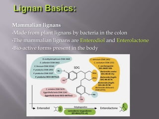 Mammalian lignans
•Made from plant lignans by bacteria in the colon
•The mammalian lignans are Enterodiol and Enterolactone
•Bio-active forms present in the body
 