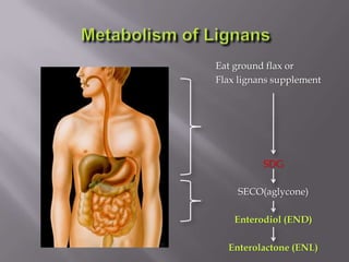 Eat ground flax or
Flax lignans supplement
SDG
SECO(aglycone)
Enterodiol (END)
Enterolactone (ENL)
 