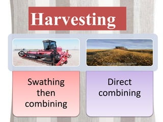 Swathing
then
combining
Direct
combining
Harvesting
 