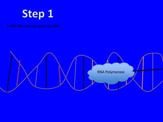 1.RNA Polymerase unwinds DNA.




                                RNA Polymerase
 
