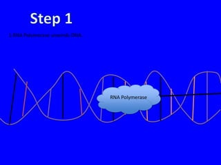1.RNA Polymerase unwinds DNA.




                                RNA Polymerase
 