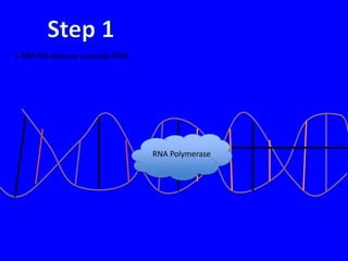 1.RNA Polymerase unwinds DNA.




                                RNA Polymerase
 