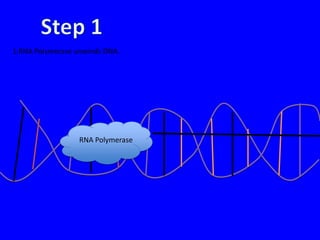 1.RNA Polymerase unwinds DNA.




                  RNA Polymerase
 