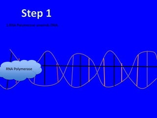 1.RNA Polymerase unwinds DNA.




RNA Polymerase
 
