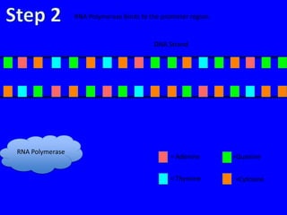 RNA Polymerase binds to the promoter region.


                                          DNA Strand




RNA Polymerase
                                                = Adenine       =Guanine


                                                = Thymine       =Cytosine
 