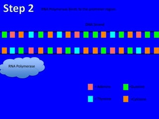 RNA Polymerase binds to the promoter region.


                                          DNA Strand




RNA Polymerase




                                                = Adenine       =Guanine


                                                = Thymine       =Cytosine
 