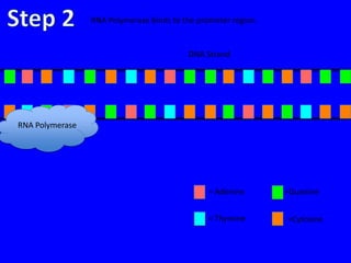 RNA Polymerase binds to the promoter region.


                                          DNA Strand




RNA Polymerase




                                                = Adenine       =Guanine


                                                = Thymine       =Cytosine
 