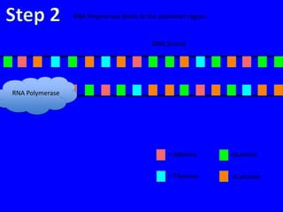 RNA Polymerase binds to the promoter region.


                                          DNA Strand




RNA Polymerase




                                                = Adenine       =Guanine


                                                = Thymine       =Cytosine
 