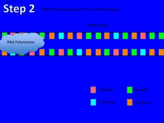 RNA Polymerase binds to the promoter region.


                                          DNA Strand



RNA Polymerase




                                                = Adenine       =Guanine


                                                = Thymine       =Cytosine
 