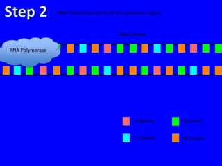 RNA Polymerase binds to the promoter region.


                                          DNA Strand

RNA Polymerase




                                                = Adenine       =Guanine


                                                = Thymine       =Cytosine
 