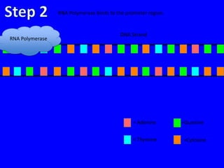 RNA Polymerase binds to the promoter region.


                                          DNA Strand
RNA Polymerase




                                                = Adenine       =Guanine


                                                = Thymine       =Cytosine
 