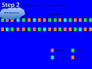 RNA Polymerase binds to the promoter region.


RNA Polymerase
                                          DNA Strand




                                                = Adenine       =Guanine


                                                = Thymine       =Cytosine
 