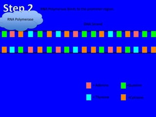 RNA Polymerase binds to the promoter region.

RNA Polymerase
                                          DNA Strand




                                                = Adenine       =Guanine


                                                = Thymine       =Cytosine
 